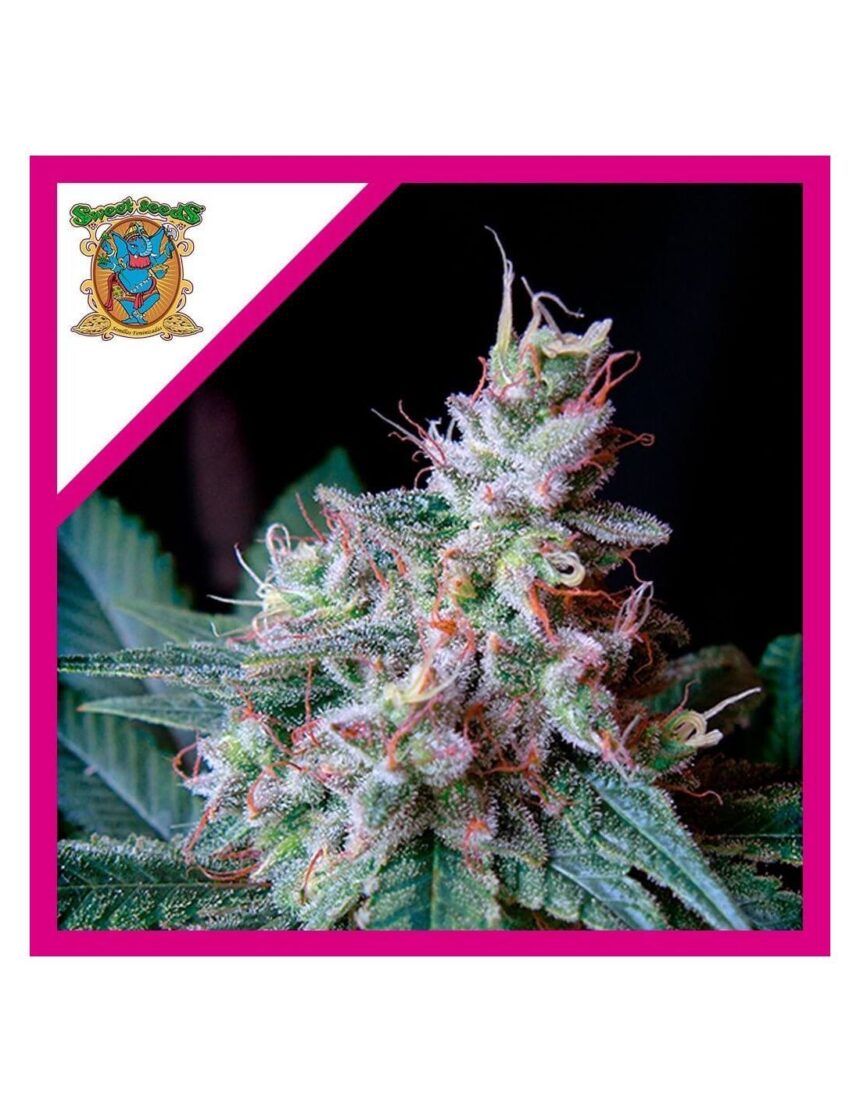 CREAM CARAMEL F1 FEM X3 1 SWEET SEEDS De Volados Growshop