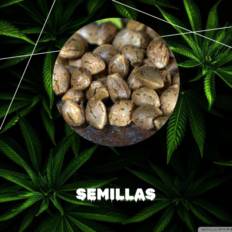 Semillas de colección