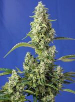 Sweet seeds Gorilla girl fast Auto