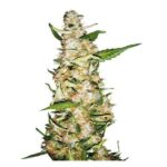 Sensi seeds Skunk N1 feminizada