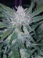 Fast Buds Mexican Airlines Auto