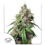 Dutch Passion Euforia Auto