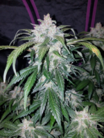 Fast Buds Tangie Matic Auto