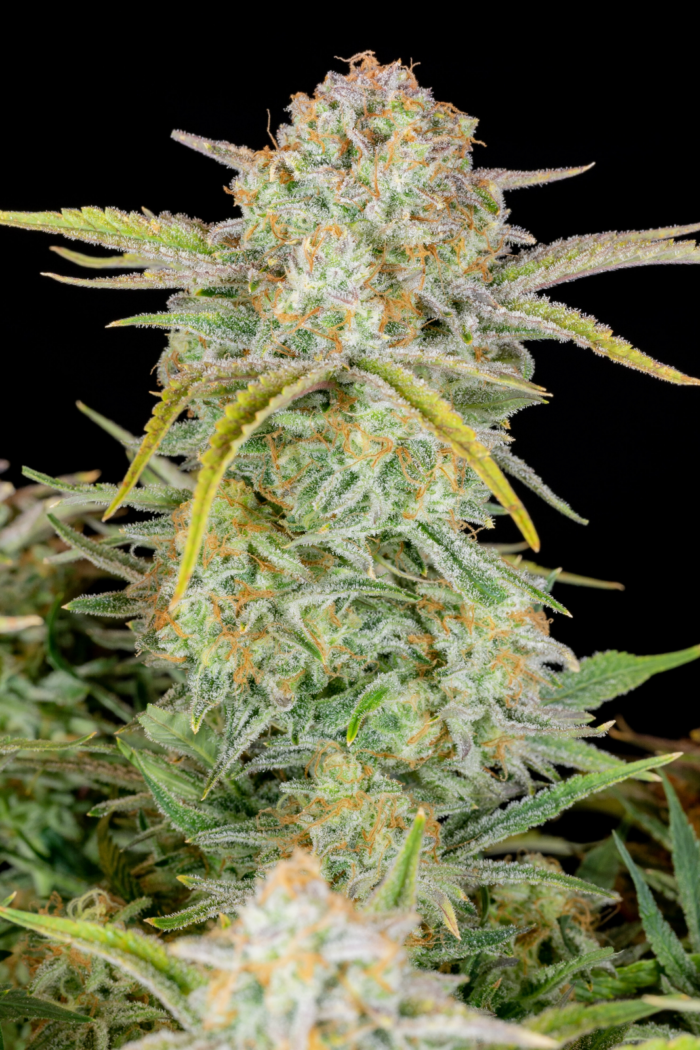 Fast Buds Bruce Banner Auto