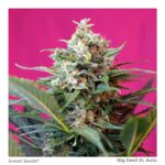 Sweet seeds Big devil xl Auto