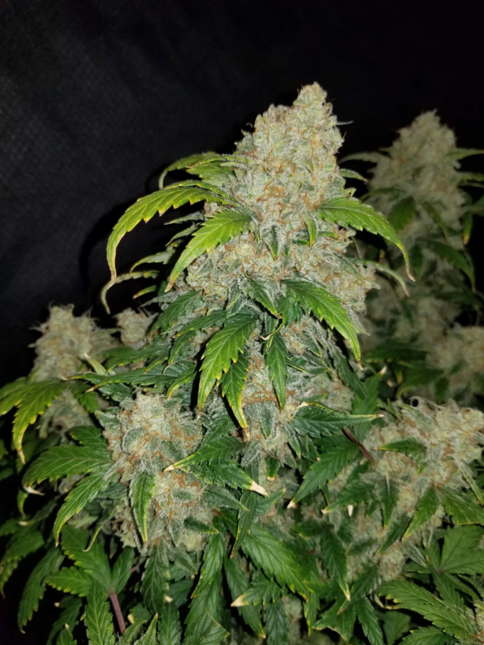 Fast Buds gorilla cookies Auto