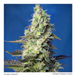 Sweet seeds green poison xl Auto