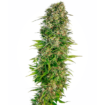 Sensi seeds Hindu Kush Auto