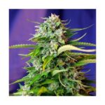 Sweet seeds jack 47 fast Auto