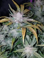 Fast Buds Mexican Airlines Auto