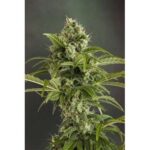 Dutch Passion Euforia Auto