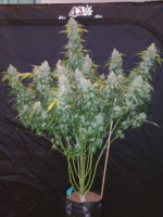 Fast Buds Six Shooter Auto