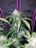 Fast Buds Tangie Matic Auto