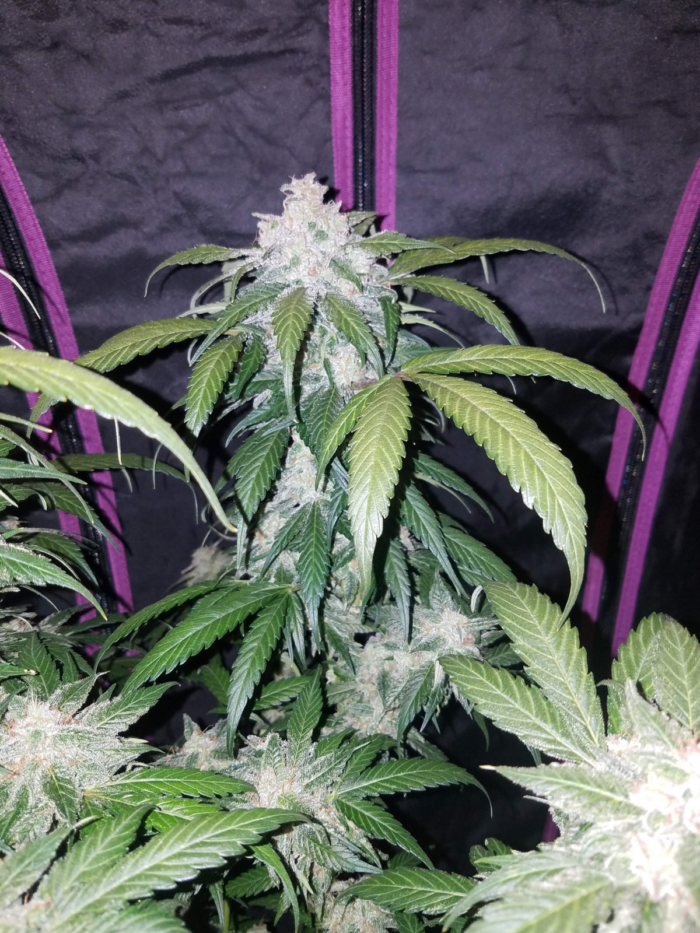 Fast Buds Tangie Matic Auto