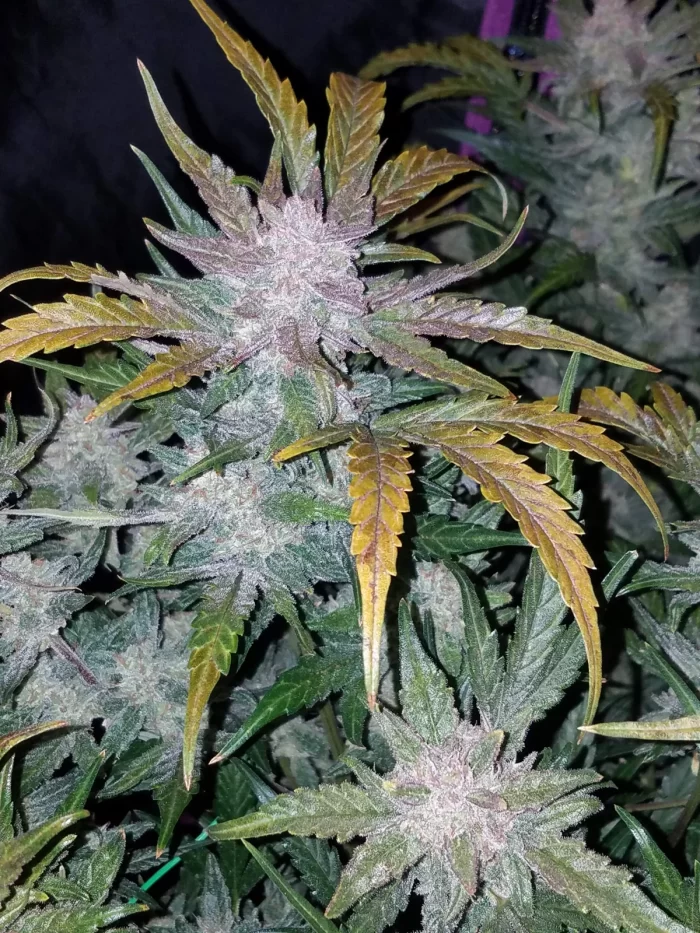 Fast Buds Mexican Airlines Auto