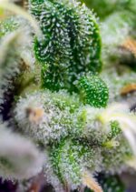 Sweet seeds Gorilla girl fast Auto