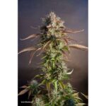 Dutch Passion Blueberry Auto