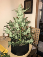 Fast Buds green crack Auto