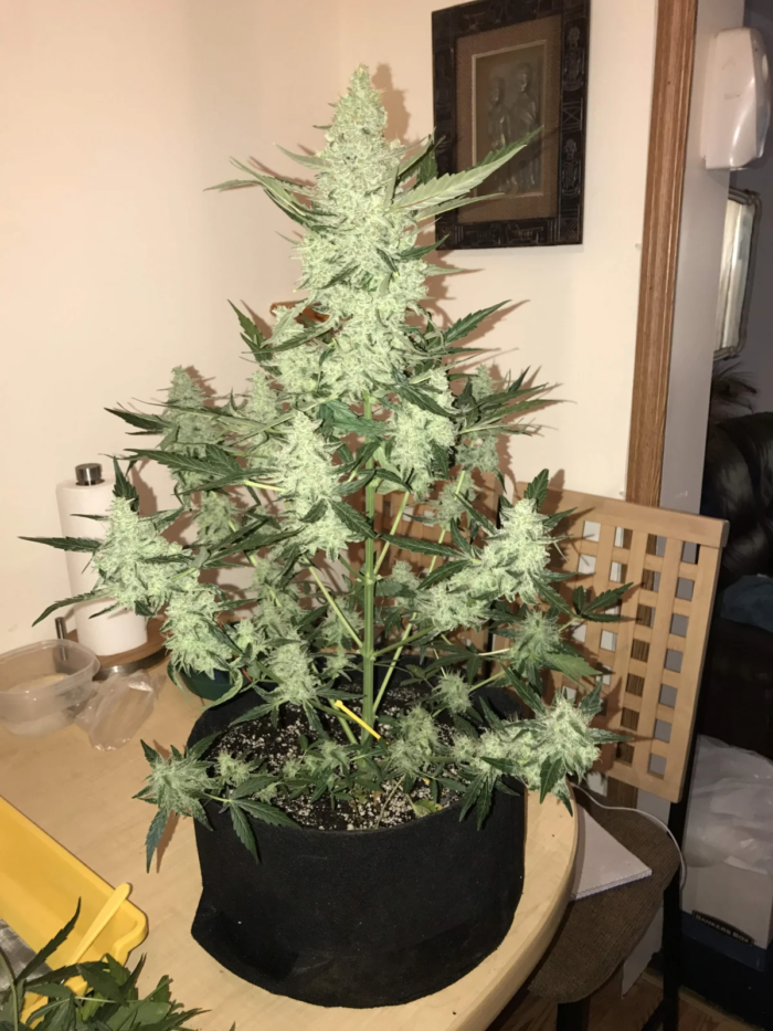 Fast Buds green crack Auto