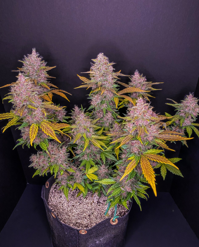 Fast Buds LSD 25 Auto