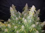 Fast Buds Six Shooter Auto