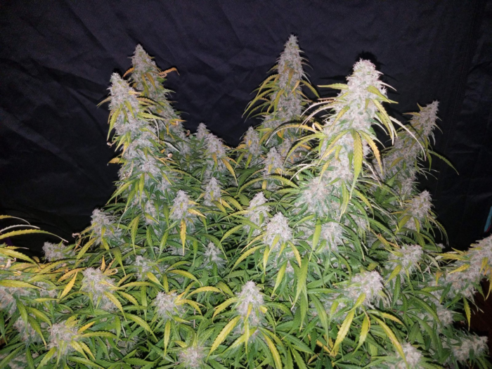 Fast Buds Six Shooter Auto