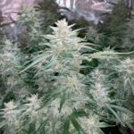 Dutch Passion Glueberry OG Auto