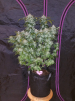 Fast Buds Tangie Matic Auto