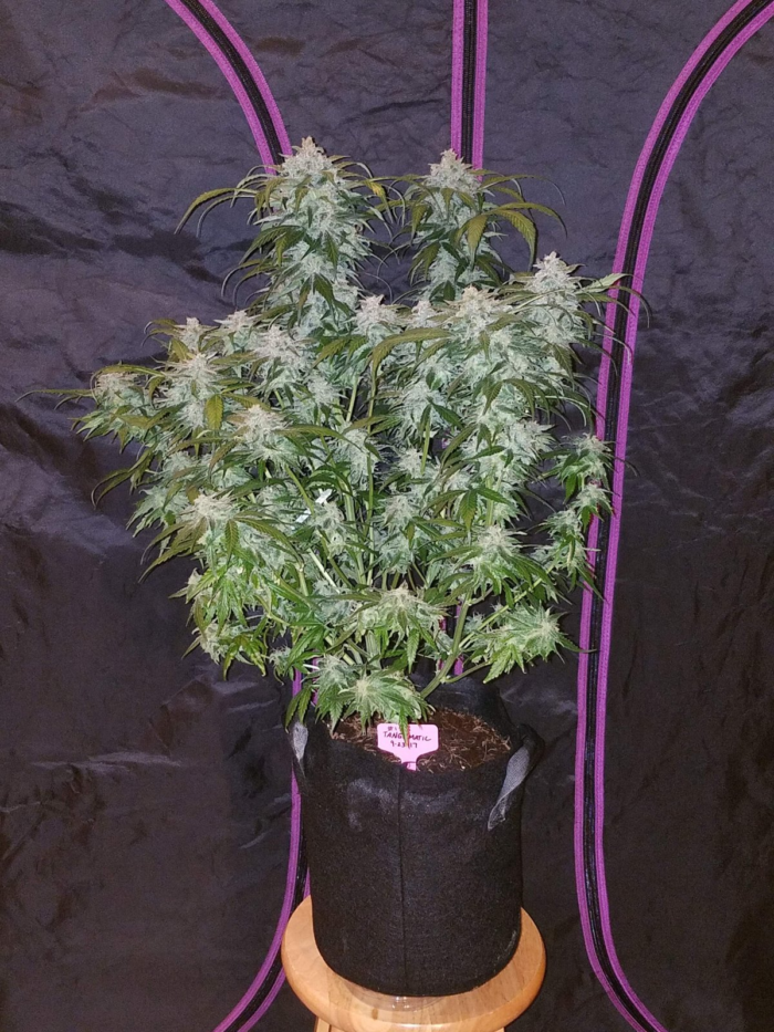 Fast Buds Tangie Matic Auto