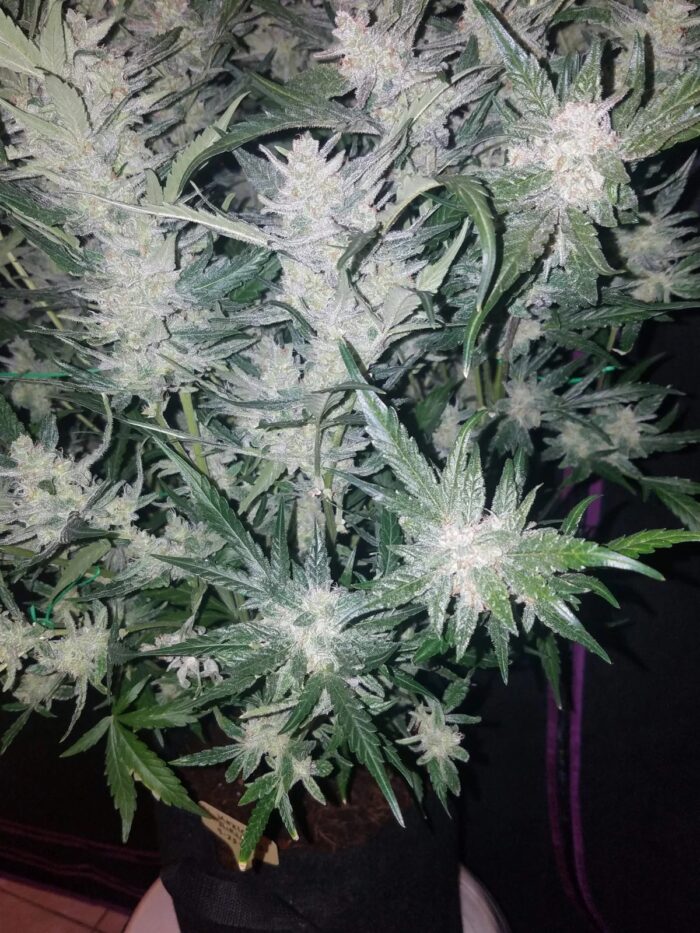 Fast Buds Mexican Airlines Auto