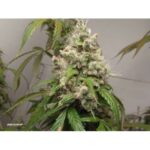 Dutch Passion Euforia Auto