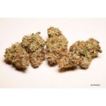 Dutch Passion Blueberry Auto