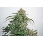 Dutch Passion Glueberry OG Auto