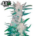 Fast Buds Mexican Airlines Auto