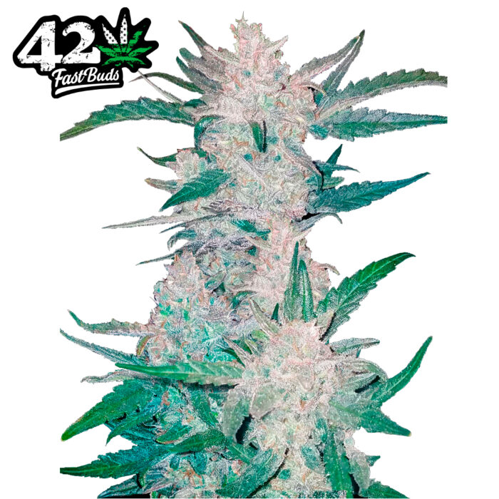 Fast Buds Mexican Airlines Auto