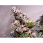 Dutch Passion Euforia Auto