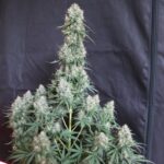 Dutch Passion Blueberry Auto