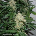 Dutch Passion Glueberry OG Auto