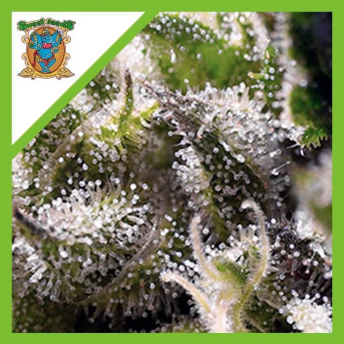 Sweet seeds Cream caramel fast Auto