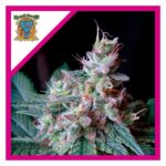 Sweet seeds Cream caramel fast Auto