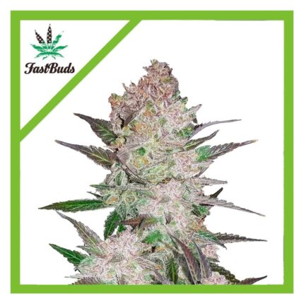 Fast Buds Cream Cookies Auto