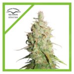 Dutch Passion Desfran Auto