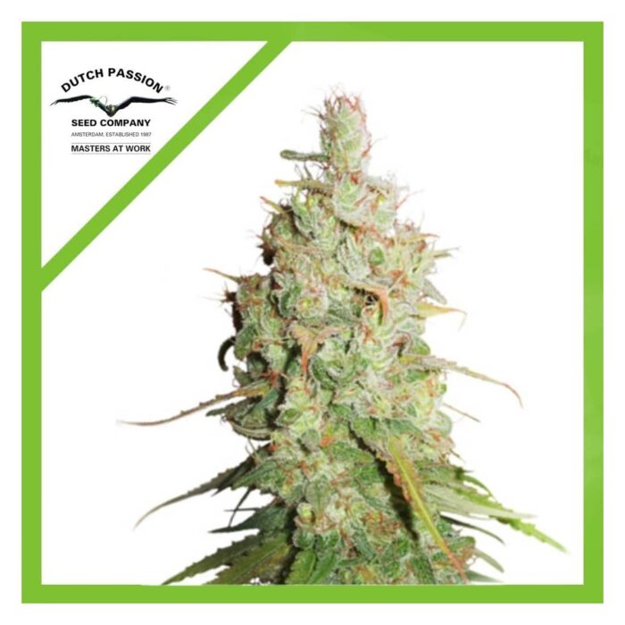 Dutch Passion Desfran Auto