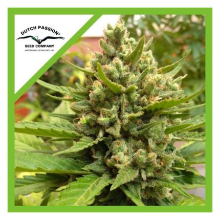 Dutch Passion Blueberry Auto