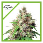 Dutch Passion Euforia Auto