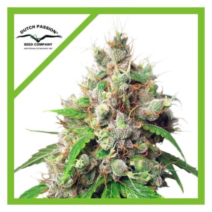 Dutch Passion Euforia Auto