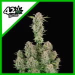 Fast Buds Bruce Banner Auto