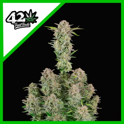 Fast Buds Bruce Banner Auto