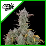 Fast Buds gorilla cookies Auto