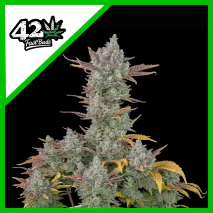 Fast Buds gorilla cookies Auto